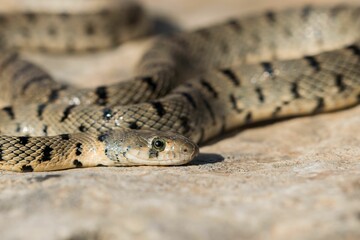 Algerian Whip Snake (Hemorrhois algirus) found in Malta, locally called Serp Ahdar