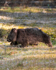 Wombat on grass