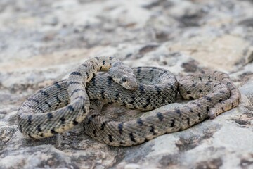 Algerian Whip Snake (Hemorrhois algirus) found in Malta, locally called Serp Ahdar