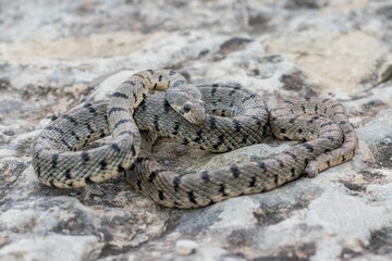 Algerian Whip Snake (Hemorrhois algirus) found in Malta, locally called Serp Ahdar