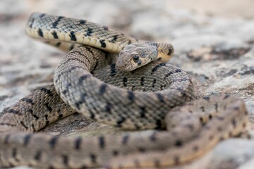 Algerian Whip Snake (Hemorrhois algirus) found in Malta, locally called Serp Ahdar