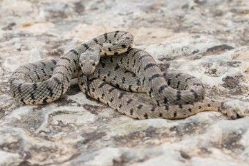 Fototapeta premium Algerian Whip Snake (Hemorrhois algirus) found in Malta, locally called Serp Ahdar
