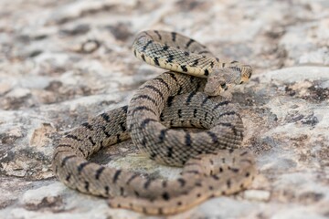 Algerian Whip Snake (Hemorrhois algirus) found in Malta, locally called Serp Ahdar
