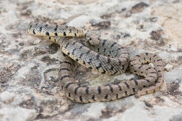 Fototapeta premium Algerian Whip Snake (Hemorrhois algirus) found in Malta, locally called Serp Ahdar