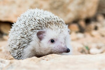 Algerian Hedgehog (Atelerix algirus) in the Maltese countryside, a native species of Malta.