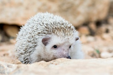 Algerian Hedgehog (Atelerix algirus) in the Maltese countryside, a native species of Malta.