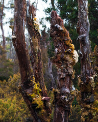 Tree in autumn forest