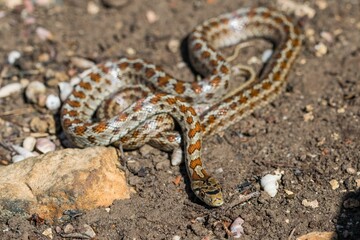 Young leopard snake, Zamenis situla, is found in Malta where it is called Lifgha.