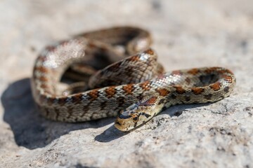 Young leopard snake, Zamenis situla, is found in Malta where it is called Lifgha.