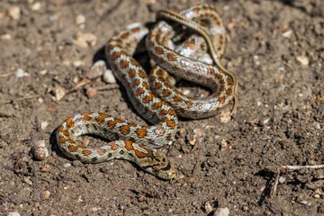 Young leopard snake, Zamenis situla, is found in Malta where it is called Lifgha.