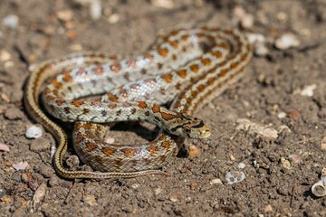 Young leopard snake, Zamenis situla, is found in Malta where it is called Lifgha.