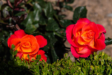 close-up of the rose in orange color at the garden