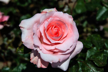 pink rose in the garden