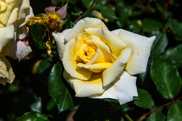 close-up of the yellow rose in the garden