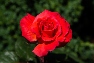 red rose in the garden