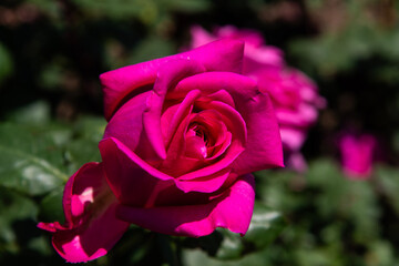 pink rose in the garden