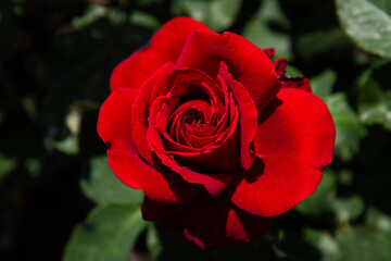 red rose in the garden