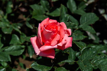 pink rose in the garden