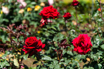 red rose in the garden