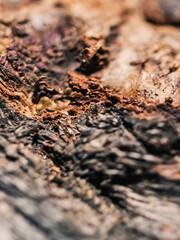 Wood texture