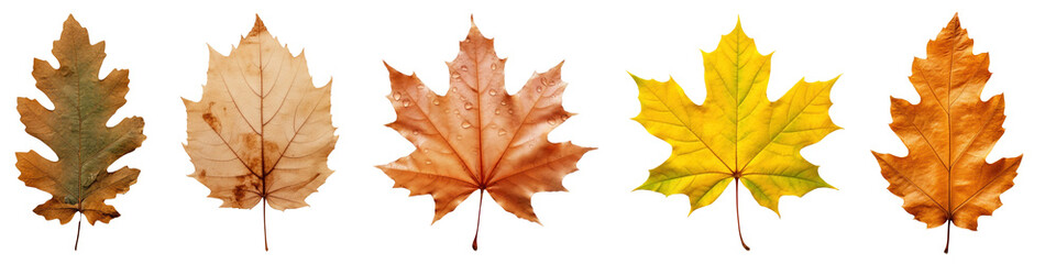 Naklejka premium Autumn leaf png cut out element set, transparent background