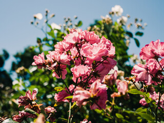 pink flowers in the garden