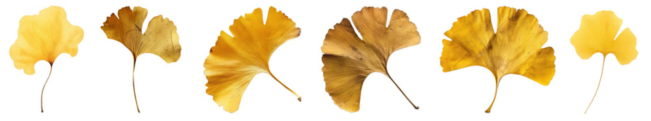 Naklejka premium Autumn leaf png cut out element set, transparent background