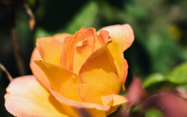 Fototapeta premium Close up of a rose