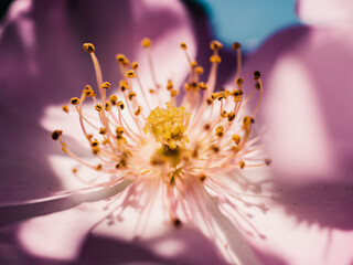 Fototapeta premium Close up of a flower