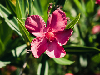 Obraz premium Nerium oleander