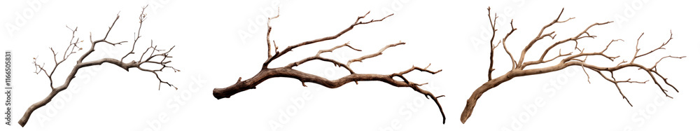 Poster tree branch png cut out element set, transparent background