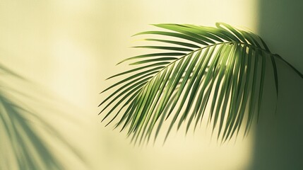 Obraz premium A close-up of a palm leaf casting a shadow on a soft-colored wall.