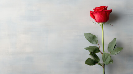 single red rose with dew drops on its petals, symbolizing love