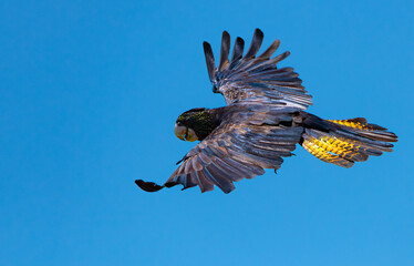 Red-tailed Black Cockatoo takes flight in Darwin, Australia © Michael