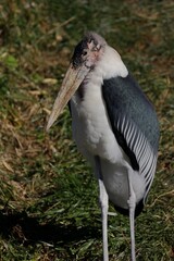 横向きのアフリカハゲコウのポートレート
