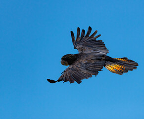 Red-tailed Black Cockatoo takes flight in Darwin, Australia