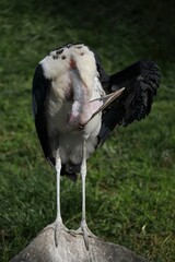 Obraz premium 羽繕いをするアフリカハゲコウ