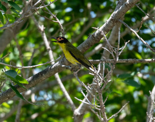 Common Figbird in Darwin, Australia