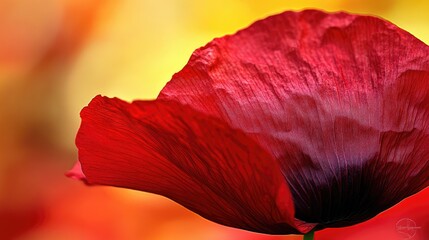 A close-up of a vibrant red poppy flower against a blurred colorful background.