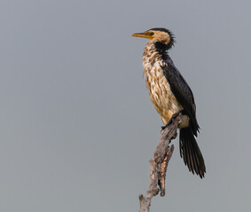 Pied-Cormorant in wetlands near Darwin, Australia