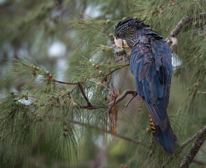 Red-tailed Black Cockatoo in Darwin, Australia © Michael