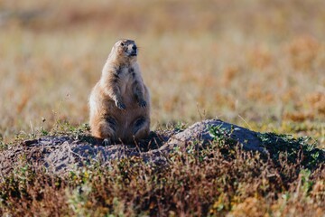 Prairie dog stands alert on burrow mound, surveying surroundings. Wildlife photography. Badlands National Park, Interior, South Dakota, USA.