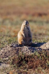 Prairie dog stands guard at its burrow. Wildlife portrait in natural habitat. Badlands National Park, Interior, South Dakota, USA.