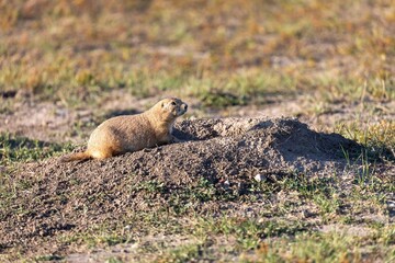Prairie dog (Cynomys) near its burrow in a grassy field. Wildlife photography. Badlands National Park, Interior, South Dakota, USA.
