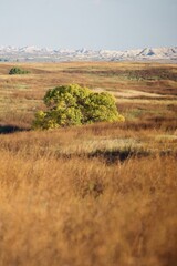 Golden autumn hues paint the prairie landscape, a lone tree with vibrant yellow leaves stands out against the backdrop of distant badlands. Badlands National Park, Interior, South Dakota, USA.