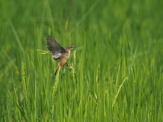 Eastern Stonechat on Rice fields