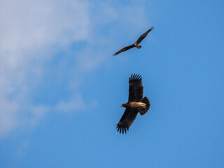 eagle flying in the sky chased by a harrier