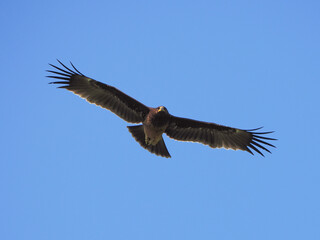 Greater Spotted Eagle fly on sky.