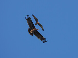 eagle flying in the sky chased by a harrier