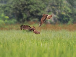 The harrier  on a fly hunt